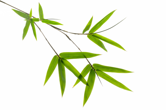 green bamboo leaves isolated on a white background