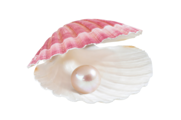 opened seashell with pearl isolated on white background