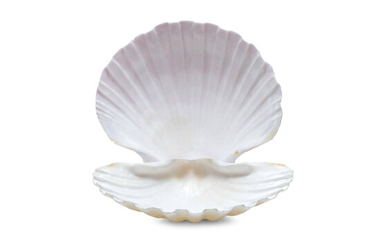 opened pearl shell isolated on white background