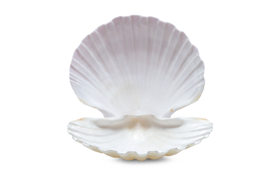 opened pearl shell isolated on white background