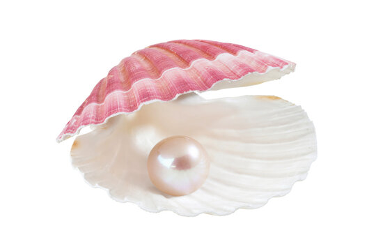 opened seashell with pearl isolated on white background