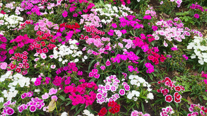 Fototapeta premium Blooming flowers background for graphic design or wallpaper. Spring nature with warm morning sunlight.