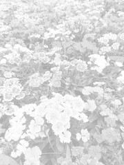 Fototapeta premium Blooming flowers background in white tones for graphic design or wallpaper. Spring nature with warm morning sunlight.