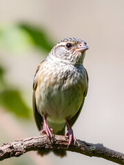 Fototapeta premium Chipper/Passer domesticus