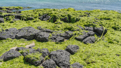 A lot of green algae washed up on the ocean shore. Black volcanic tuff boulders with a porous...