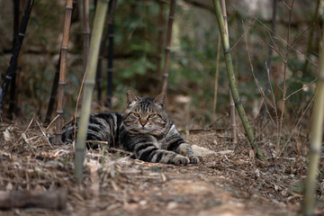 Cat in bamboo forest. Close-up of cat.