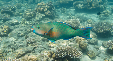 Obraz premium Vibrant Parrotfish Swimming in Tropical Coral Reef a Stunning Underwater Scene Showing Colorful Coral Formations and Exotic Fish