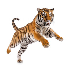Fototapeta premium Royal tiger jump attack isolate on white background