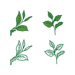 Simple tea leaves vector illustration. Green tea leaf art isolated on white