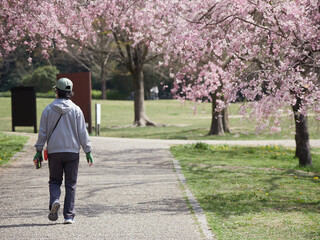 春の満開の枝垂れ桜の公園で散歩する女性の姿