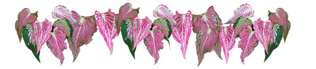 Fancy leaf Caladium or Caladium Angle's Wings, Caladium bicolor. It's beautiful ornamental plant with colorful, heart-shaped leaves. Panorama white background, isolated, PNG, transparent. Thailand.