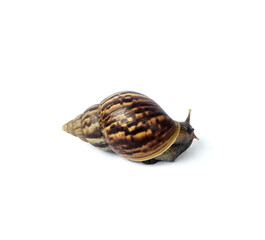 Snail (Amphidromus) crawling on white background