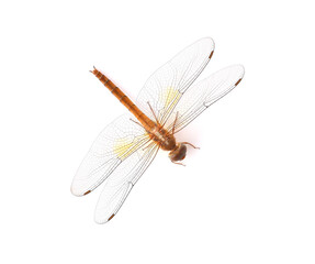 Dragonfly on a white background.