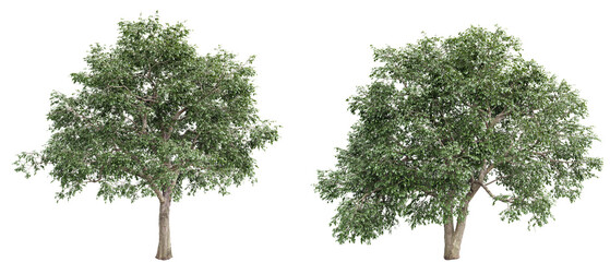 Elm trees with green foliage–PNG isolated transparent.3d rendering