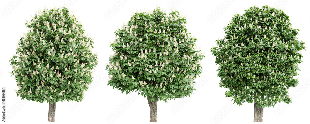 Poster flowering maple trees with white blossoms–png isolated transparent.3d rendering