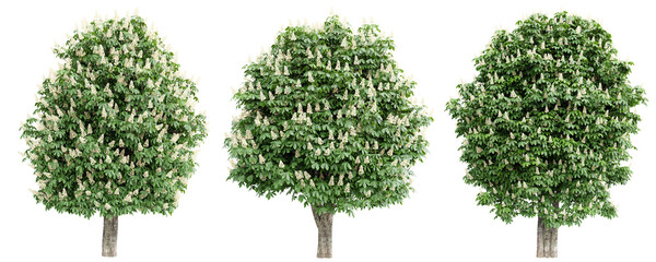 Flowering maple trees with white blossoms–PNG isolated transparent.3d rendering