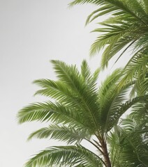 Single palm tree, lush green fronds, against bright white ,  tropical plant,  south america