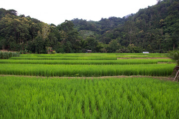 Green seedlings are planted in rice terraces fields near the forest hill at a rural valley village. On rainy season at Na Kuha village, Phrae, Thailand.