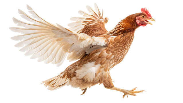 chicken hen jumping and flying isolated on white background, PNG