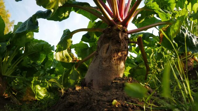 Slow dolly-in shot of giant organic sugar beet growing majestically in soil with massive leaves, resembling baobab tree