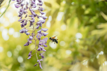 満開の藤の花で集密するクマバチ