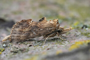 Closeup on a Pale Prominent moth, Pterostoma palpina with it's remarkeable long snout