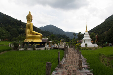 View of Wat Na Ku Ha temple has golden Buddha image and white pagoda with bamboo bridge over green rice seedlings field. At farming village in peaceful valley on rainy season. Thailand Phrae.