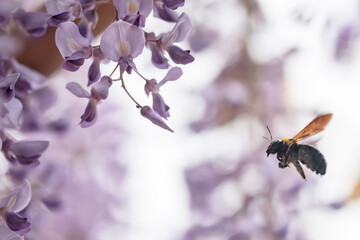 満開の藤の花で集密するクマバチ