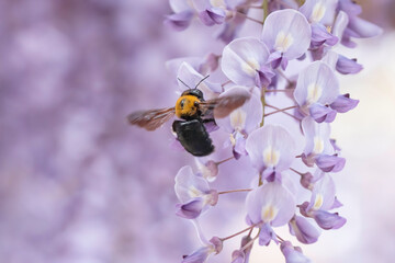 満開の藤の花で集密するクマバチ