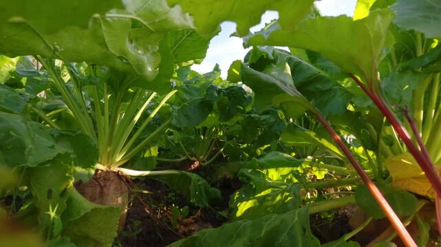 Warm-toned sugar beet field photographed during golden hour with low-angle perspective through leafy vegetation