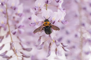 満開の藤の花で集密するクマバチ