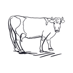 Cow in graphic style. Black ink sketch. Hand drawn vector illustration of domestic farm animal, cattle. For greeting cards, dairy labels, banners, posters.