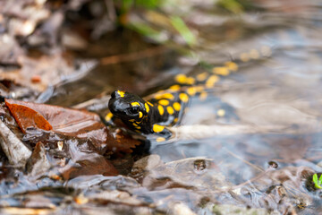 Closeup of a vibrant European Fire Salamander (Salamandra) with distinctive black and yellow spots, resting in shallow water among leaves on the forest floor of Vernon Mountains near Nymfaio, Greece.
