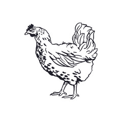 Chicken in graphic style. Black ink sketch. Hand drawn vector illustration of domestic farm bird. For greeting cards, labels, banners, posters.