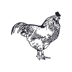 Rooster in graphic style. Black ink sketch. Hand drawn vector illustration of domestic farm bird. For greeting cards, labels, banners, posters.