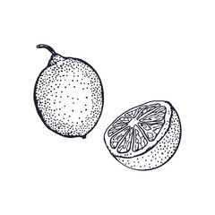 Lemons in graphic style. Whole and half fruit. Black ink sketch. Hand drawn vector illustration. For greeting cards, food and cosmetic labels, banners, posters.