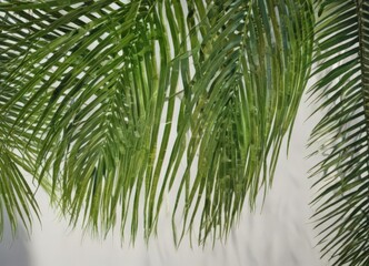 Fototapeta premium Emerald green palm frond, intricate veins, sunlight dappled , plant, wallpaper