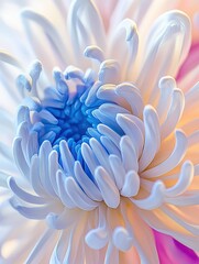 Obraz premium Close-up of a vibrant chrysanthemum flower with intricate petals in shades of white, blue, and purple.