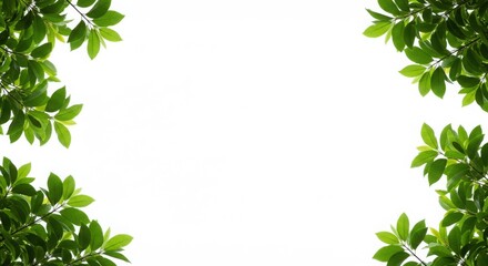 Bright green leaves framing a white background in a symmetrical arrangement
