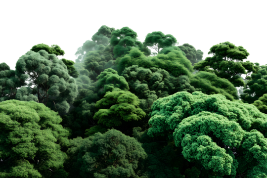 Lush green forest with dense foliage, symbolizing nature, environmental protection, and biodiversity