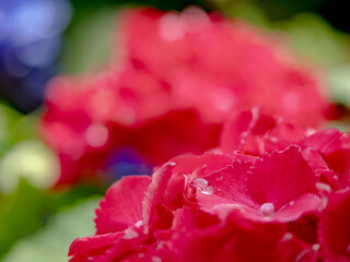 雨上がりの紫陽花