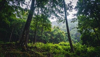Fototapeta premium Misty mountain forest landscape photography, old trees with dark green leaves, cool and humid atmosphere, dramatic natural lighting.