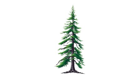 Obraz premium Tall Hemlock Tree on White Background
