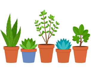 Fototapeta premium Vibrant Potted Plants Collection: Aloe, Succulents, and More