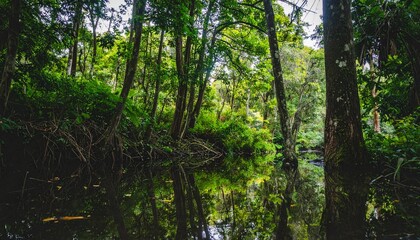 Fototapeta premium Deep misty forest wilderness scenery, sharp dark green leaf details, silent and magical atmosphere, with natural and soft color tones