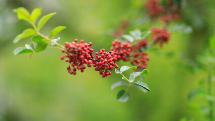 Sichuan Pepper grow on tree