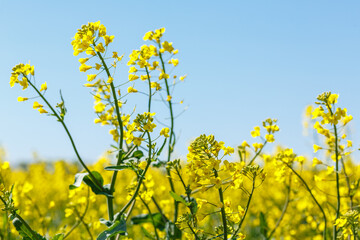 Obraz premium Close-up of blooming rapeseed flowers in spring