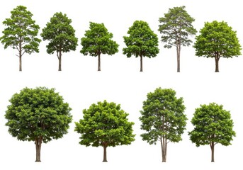 Green Lush Trees Isolated White Background Nature Photography Spring Summer Leaf Plant Image Asset