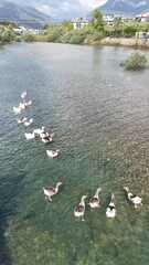 a flock of wild geese in the park. High quality FullHD footage