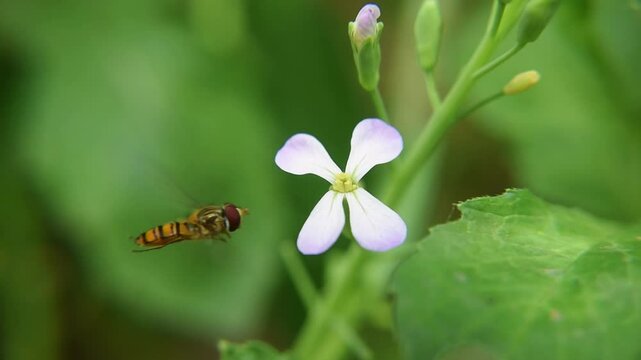 A detailed view of a bee enjoying nectar from a wild radish flower in full bloom. A honey bee is a eusocial flying insect within the genus Apies of the bee clade, all native to Eurasia but spread